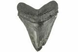 Serrated, Fossil Megalodon Tooth - South Carolina #186049-1